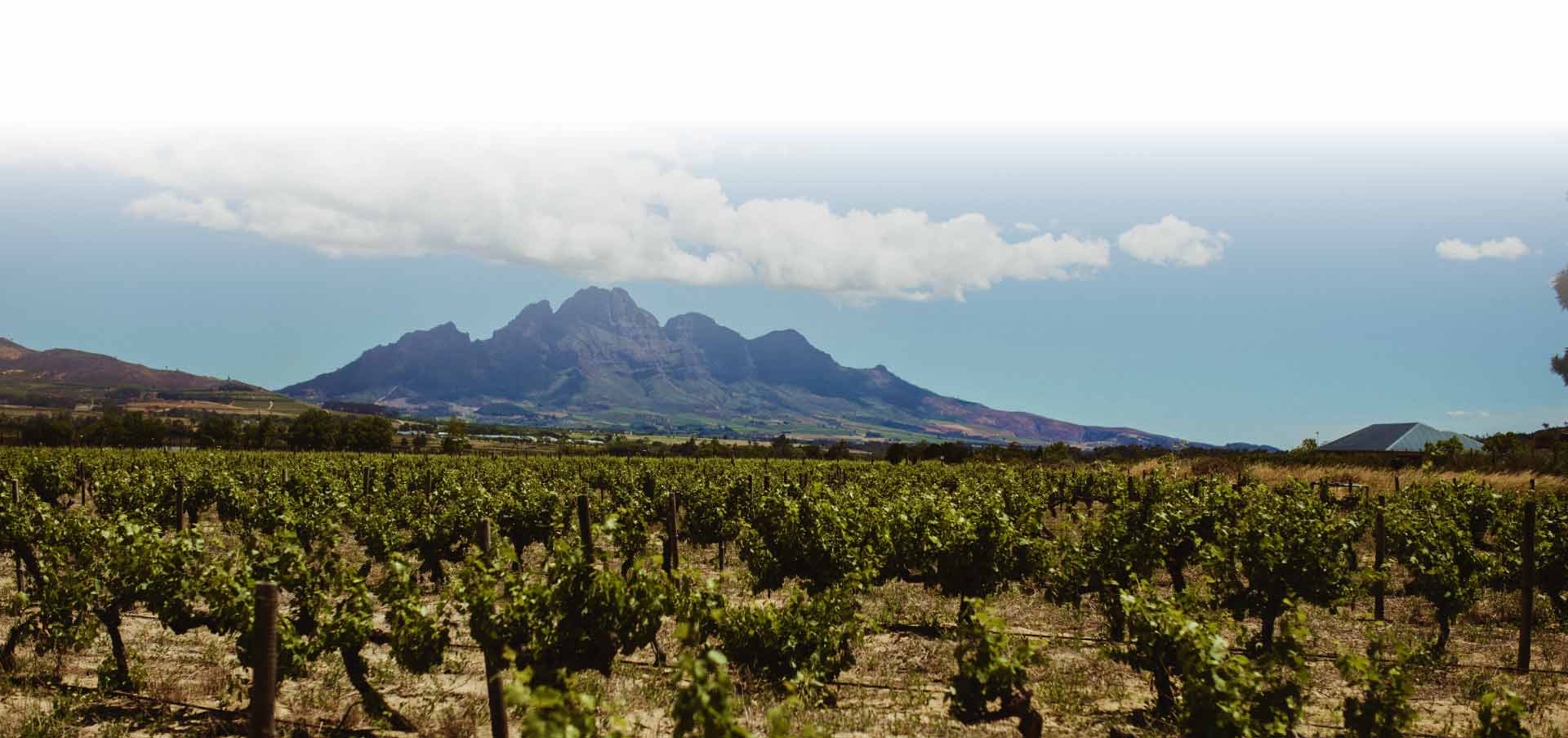 Vineyards at Paserene wine Estate with a view of the surrounding Mountians