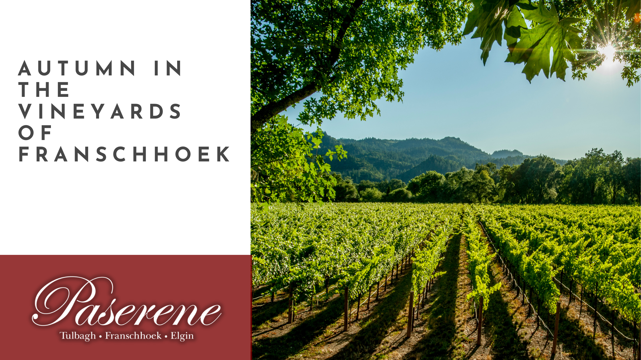 Autumn in the Vineyards of Franschhoek, green vineyards with clear a clear sky