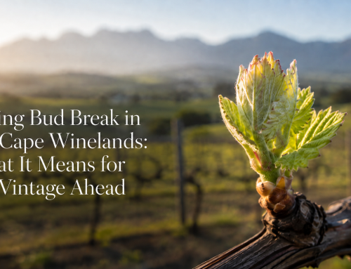 Spring Bud Break in the Cape Winelands: What It Means for the Vintage Ahead